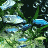 Aquarienbau Bernd Neu, Bad Neuenahr-Ahrweiler, Aquarien und Terrarien