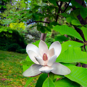 Museen Arboretum Loismann